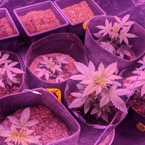 Genética desconocida growlog timeline photo