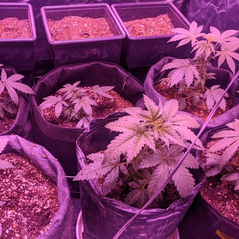 Genética desconocida growlog timeline photo