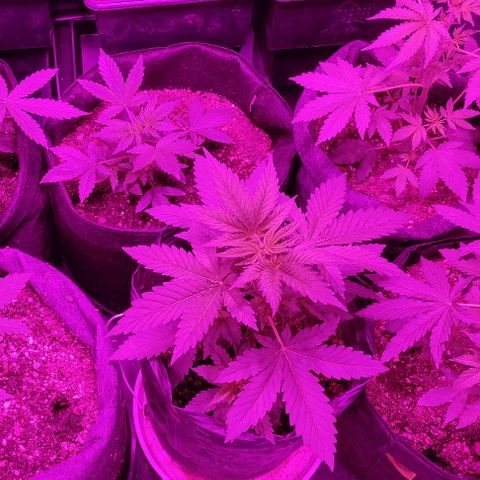 Genética desconocida growlog timeline photo