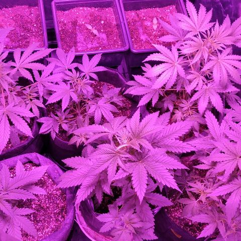 Genética desconocida growlog timeline photo