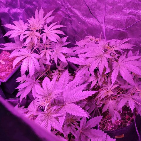 Genética desconocida growlog timeline photo