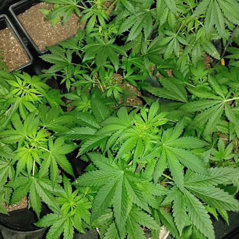 Genética desconocida growlog timeline photo