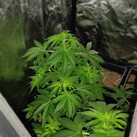 Genética desconocida growlog timeline photo