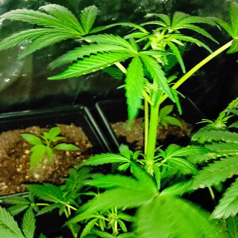 Genética desconocida growlog timeline photo