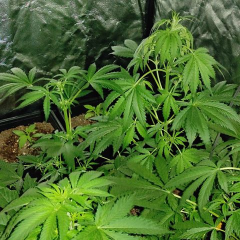 Genética desconocida growlog timeline photo