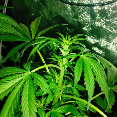 Genética desconocida growlog timeline photo