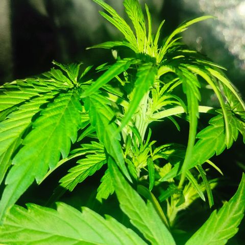 Genética desconocida growlog timeline photo