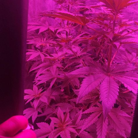 Genética desconocida growlog timeline photo