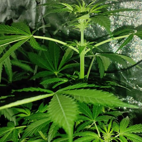 Genética desconocida growlog timeline photo