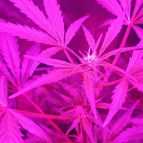 Genética desconocida growlog timeline photo