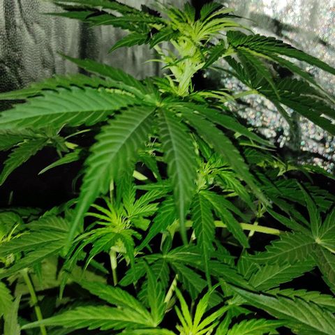 Genética desconocida growlog timeline photo