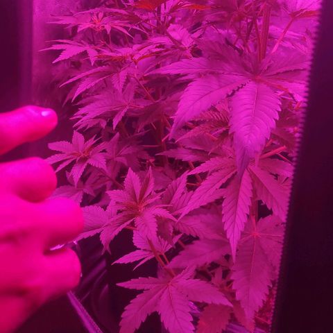 Genética desconocida growlog timeline photo