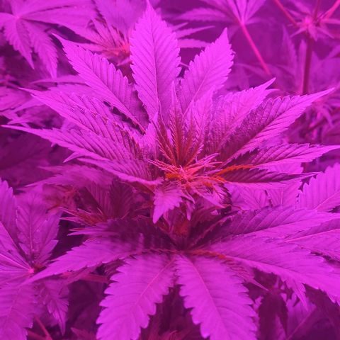 Genética desconocida growlog timeline photo