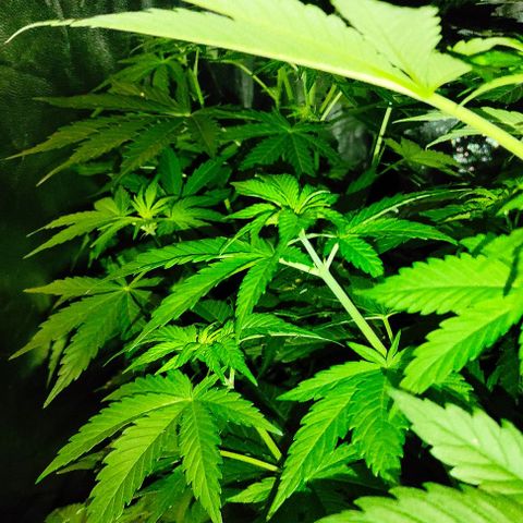 Genética desconocida growlog timeline photo