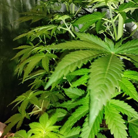 Genética desconocida growlog timeline photo