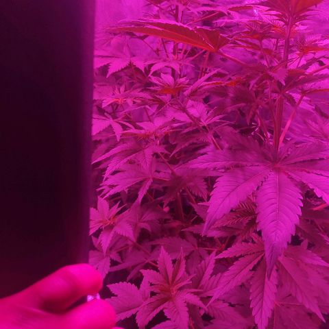 Genética desconocida growlog timeline photo