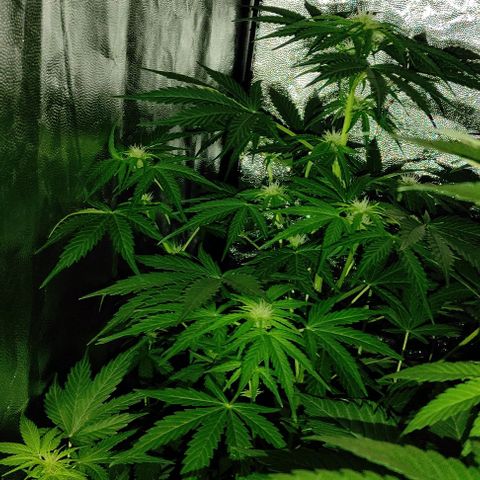 Genética desconocida growlog timeline photo