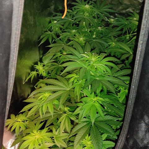 Genética desconocida growlog timeline photo