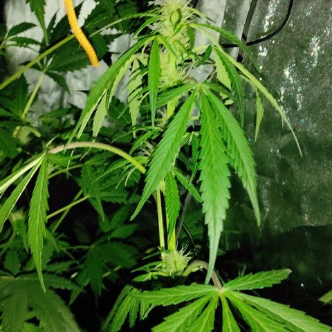 Genética desconocida growlog timeline photo