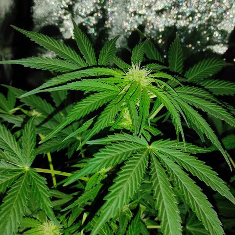 Genética desconocida growlog timeline photo