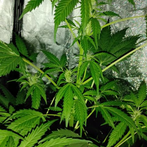 Genética desconocida growlog timeline photo