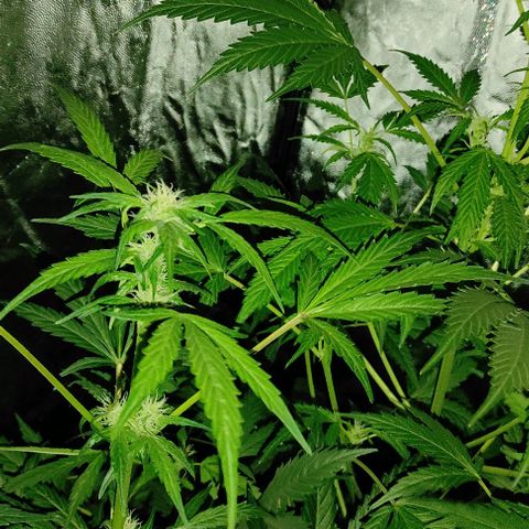 Genética desconocida growlog timeline photo