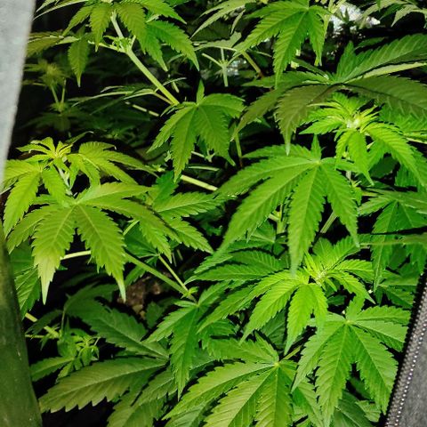 Genética desconocida growlog timeline photo