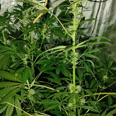 Genética desconocida growlog timeline photo
