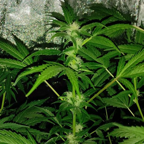 Genética desconocida growlog timeline photo