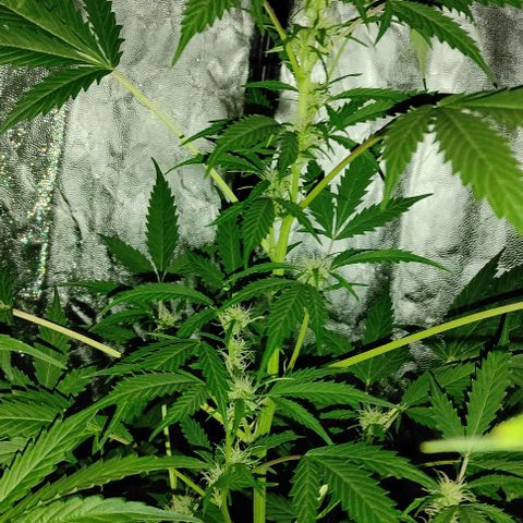 Genética desconocida growlog timeline photo