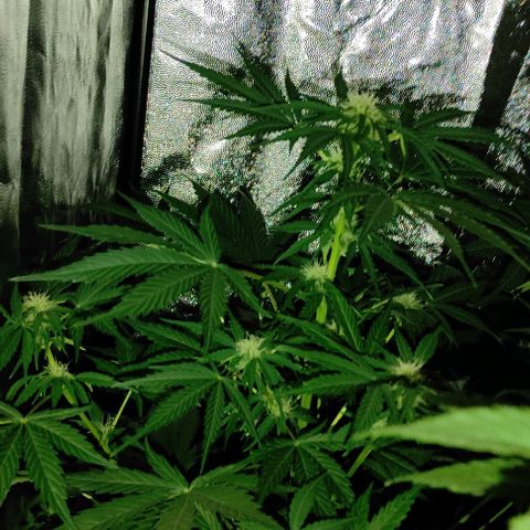 Genética desconocida growlog timeline photo