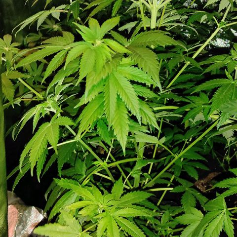 Genética desconocida growlog timeline photo