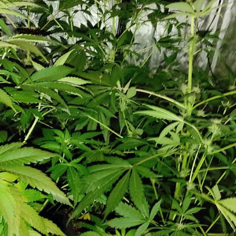 Genética desconocida growlog timeline photo