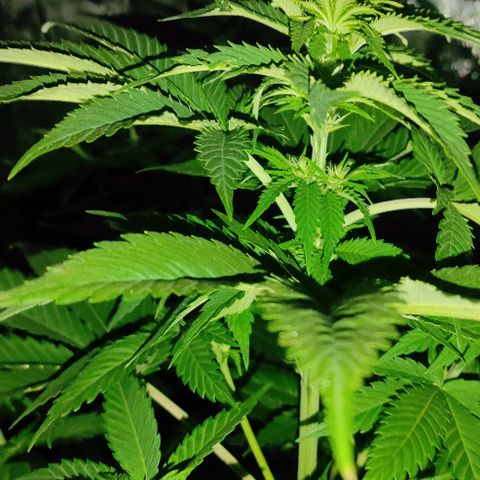 Genética desconocida growlog timeline photo