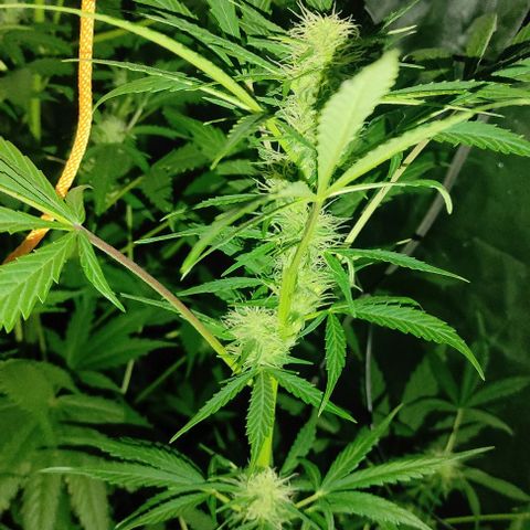 Genética desconocida growlog timeline photo