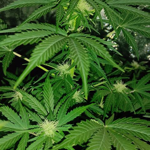 Genética desconocida growlog timeline photo