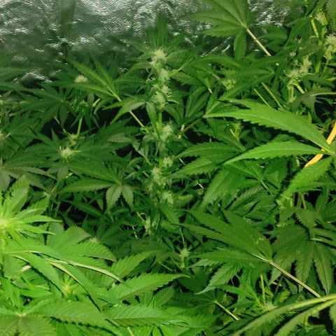 Genética desconocida growlog timeline photo