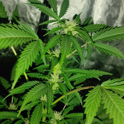 Genética desconocida growlog timeline photo