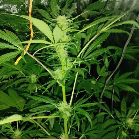 Genética desconocida growlog timeline photo