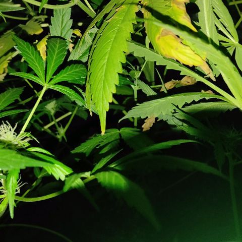 Genética desconocida growlog timeline photo