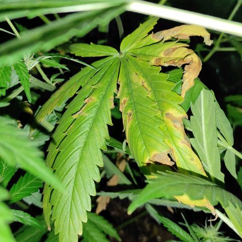 Genética desconocida growlog timeline photo