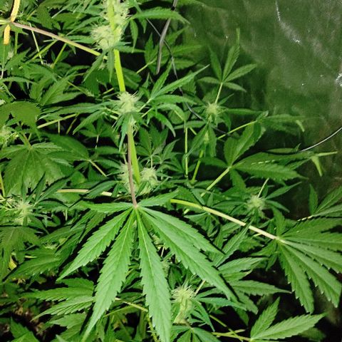 Genética desconocida growlog timeline photo