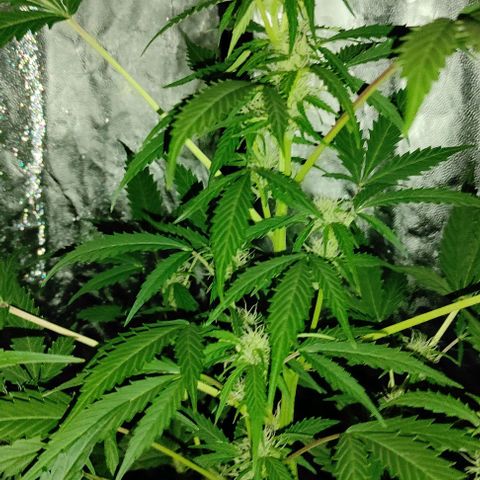 Genética desconocida growlog timeline photo