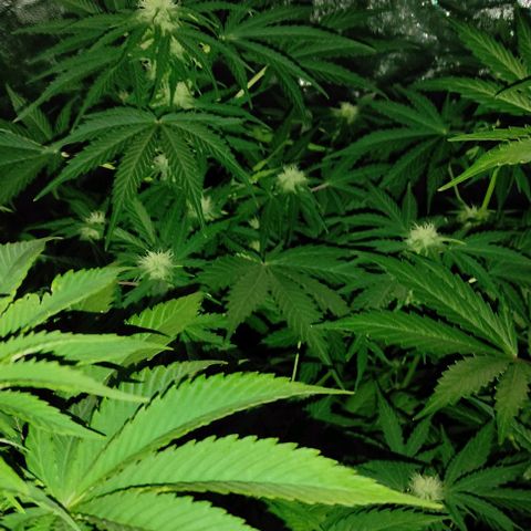 Genética desconocida growlog timeline photo