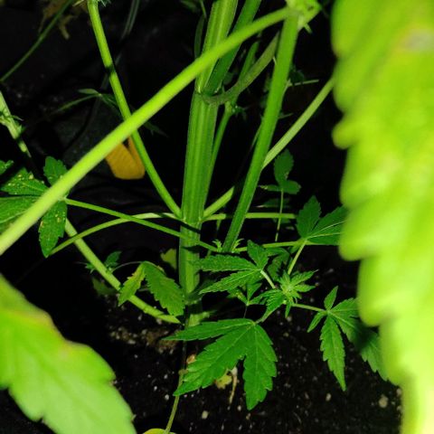 Genética desconocida growlog timeline photo