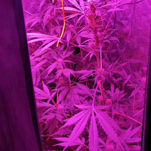Genética desconocida growlog timeline photo