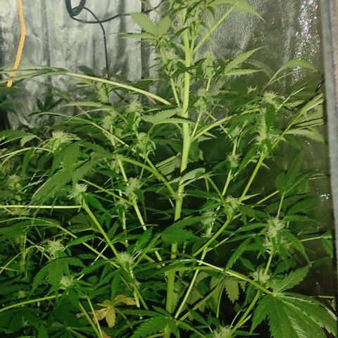 Genética desconocida growlog timeline photo