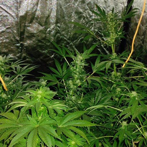 Genética desconocida growlog timeline photo