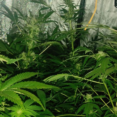Genética desconocida growlog timeline photo