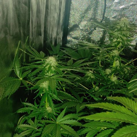 Genética desconocida growlog timeline photo